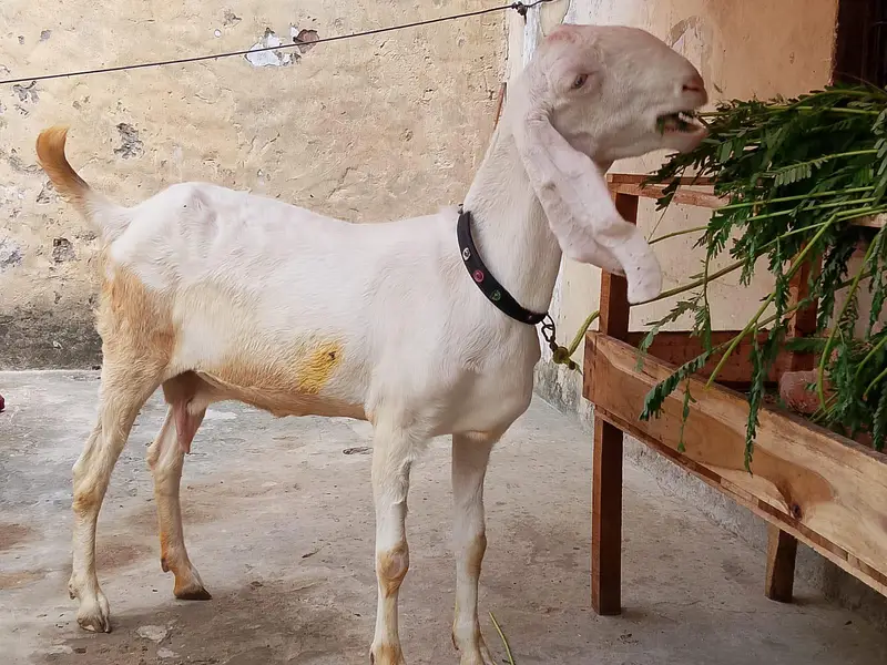 Rajanpuri Goat — photo 4