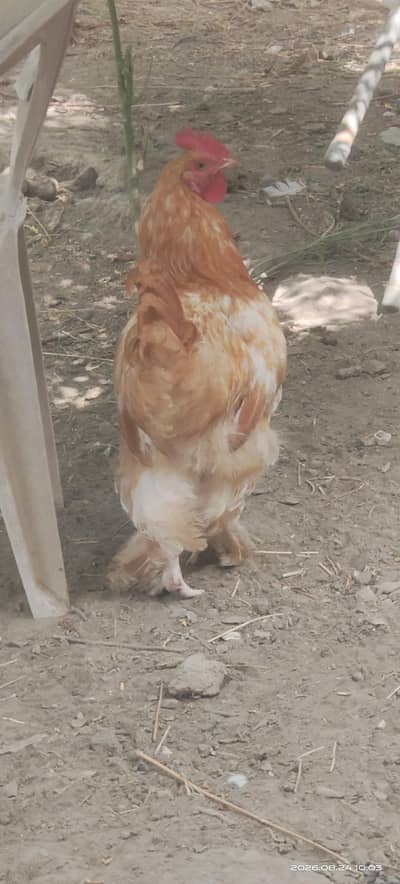 Golden buff males for sell