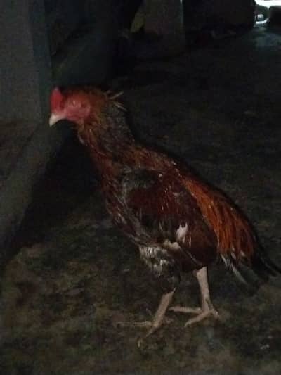 Hen setup