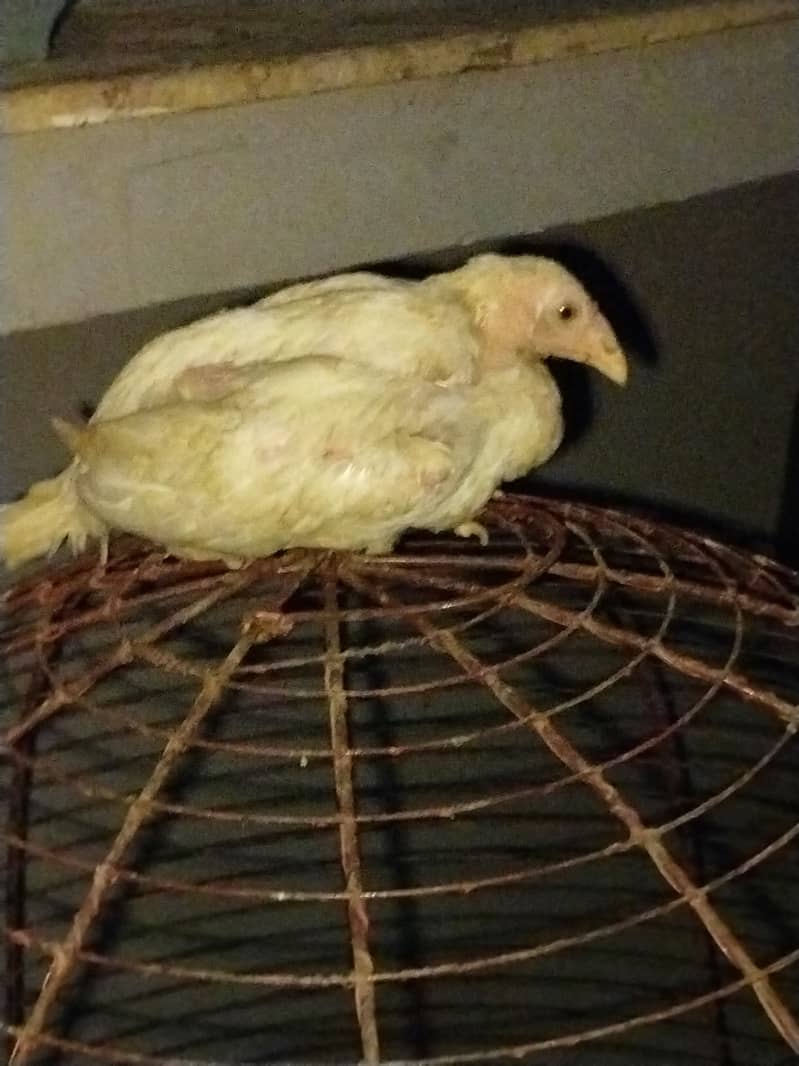 Hen setup 1