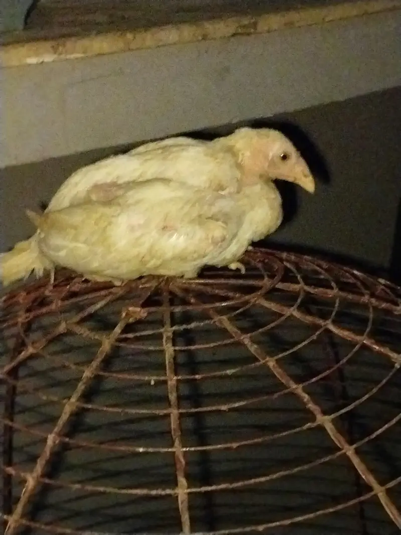 Hen setup — photo 2