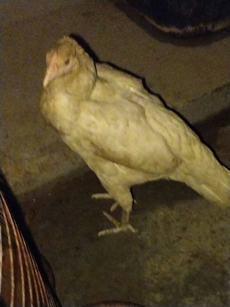 Hen setup 2