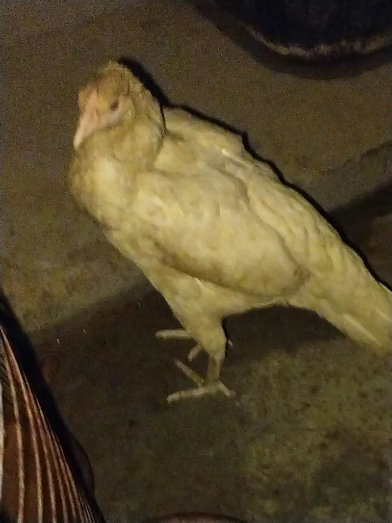 Hen setup — photo 3