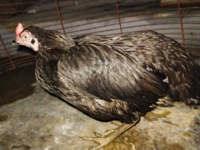 Hen setup 3
