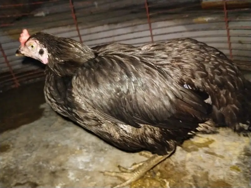 Hen setup — photo 4