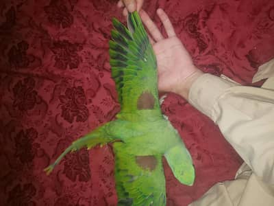 Raw parrot