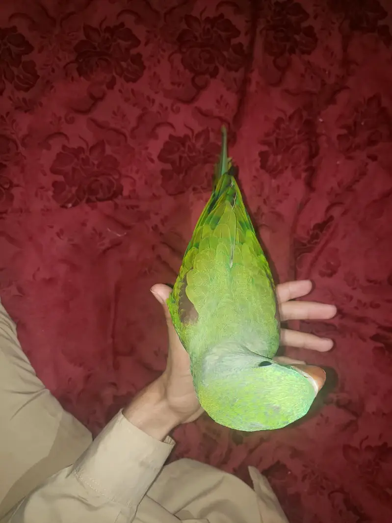Raw parrot — photo 2