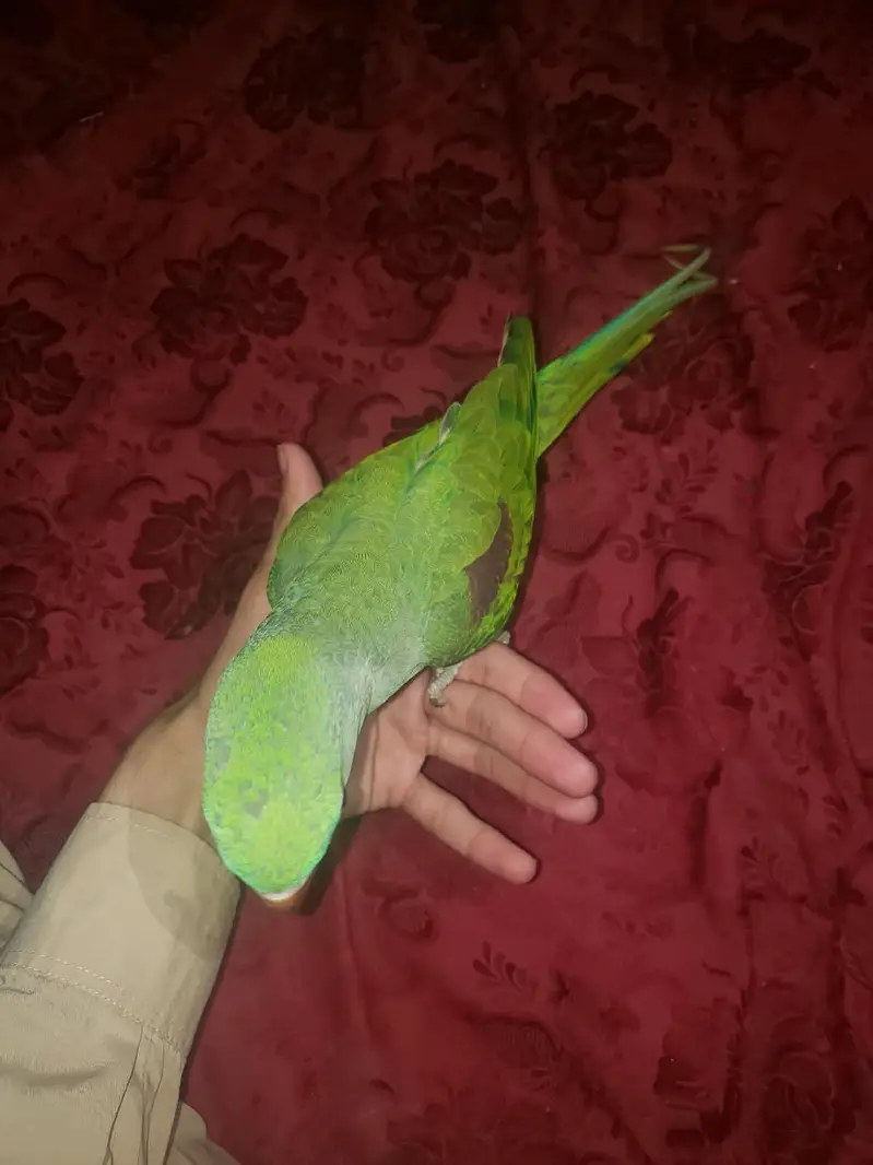 Raw parrot — photo 3