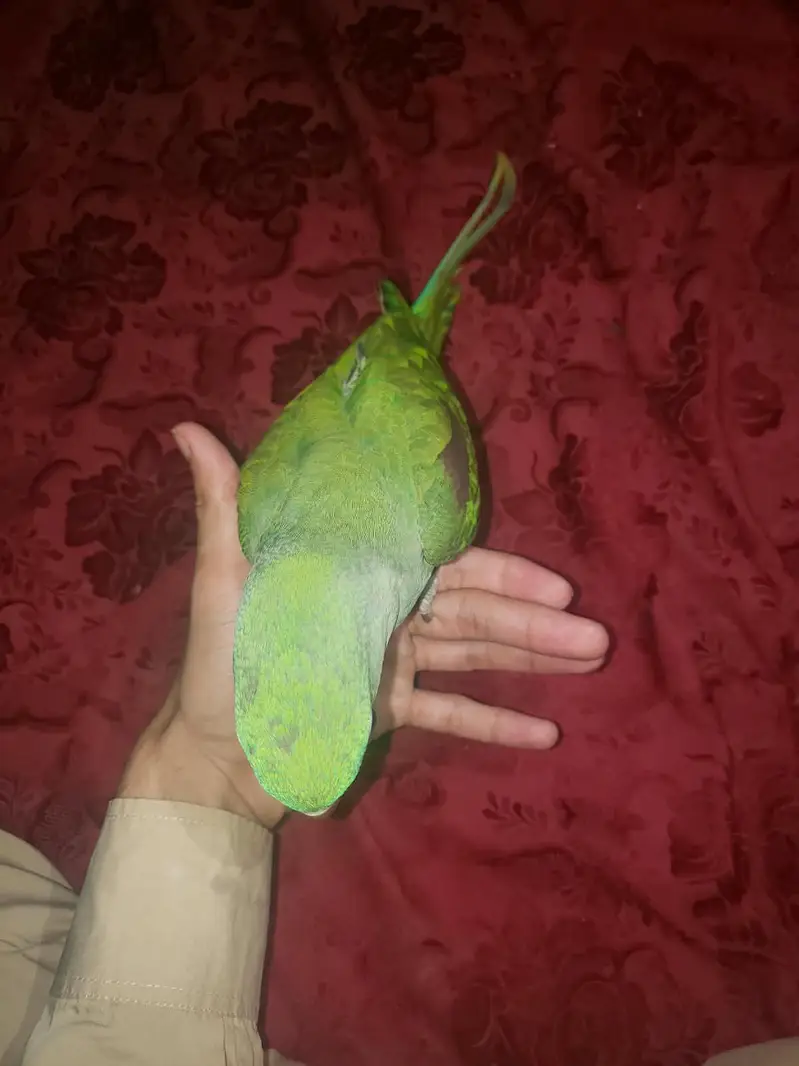 Raw parrot — photo 4
