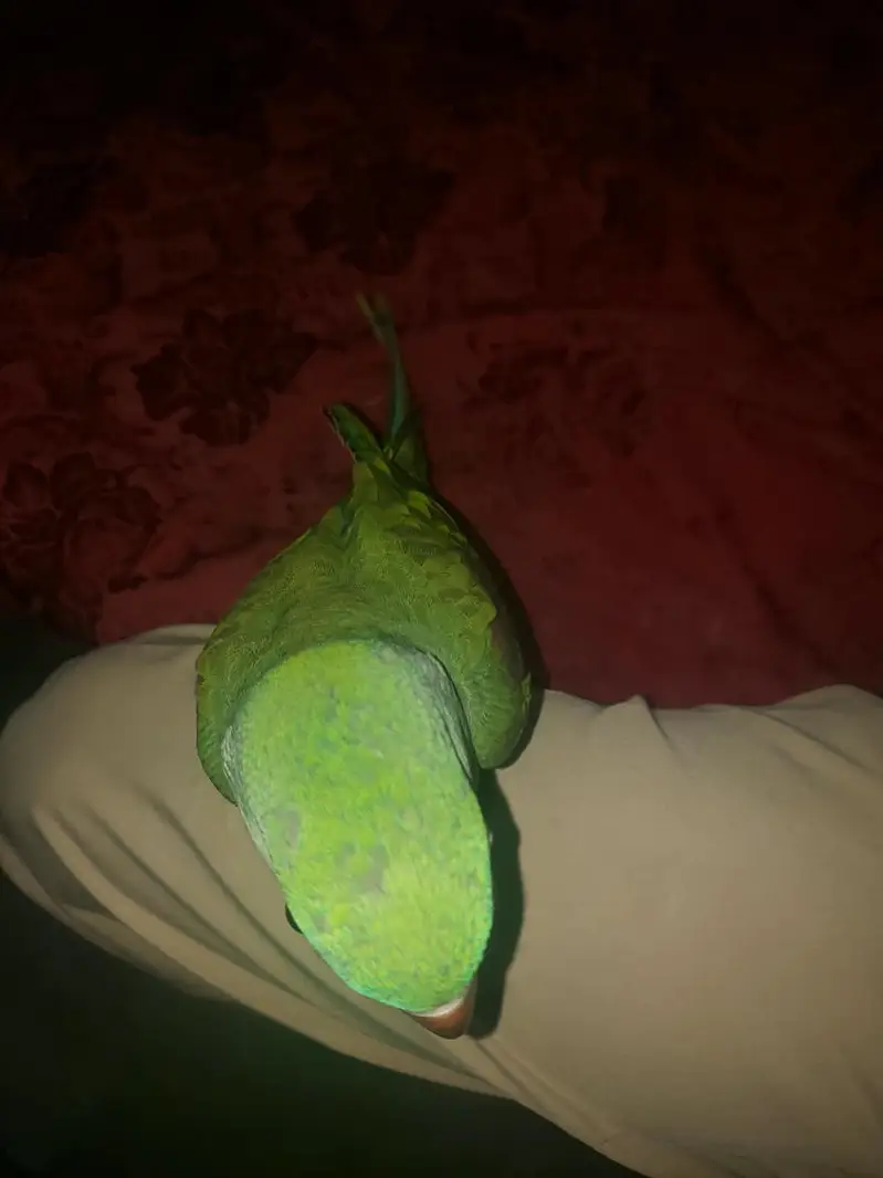 Raw parrot — photo 5