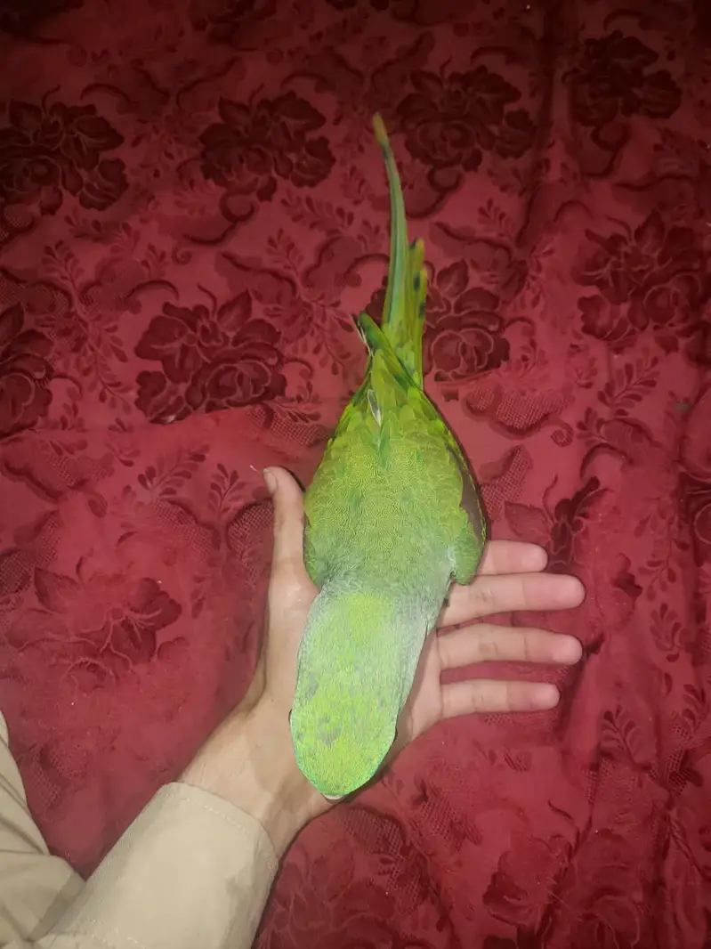 Raw parrot — photo 6