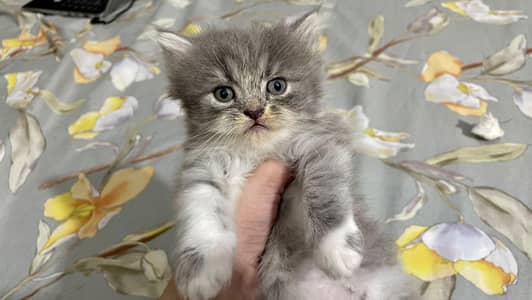 Persian Kittens for Sale