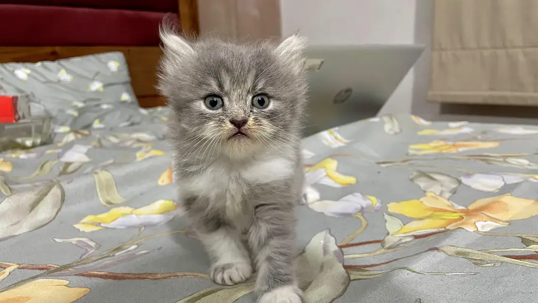 Persian Kittens for Sale — photo 2