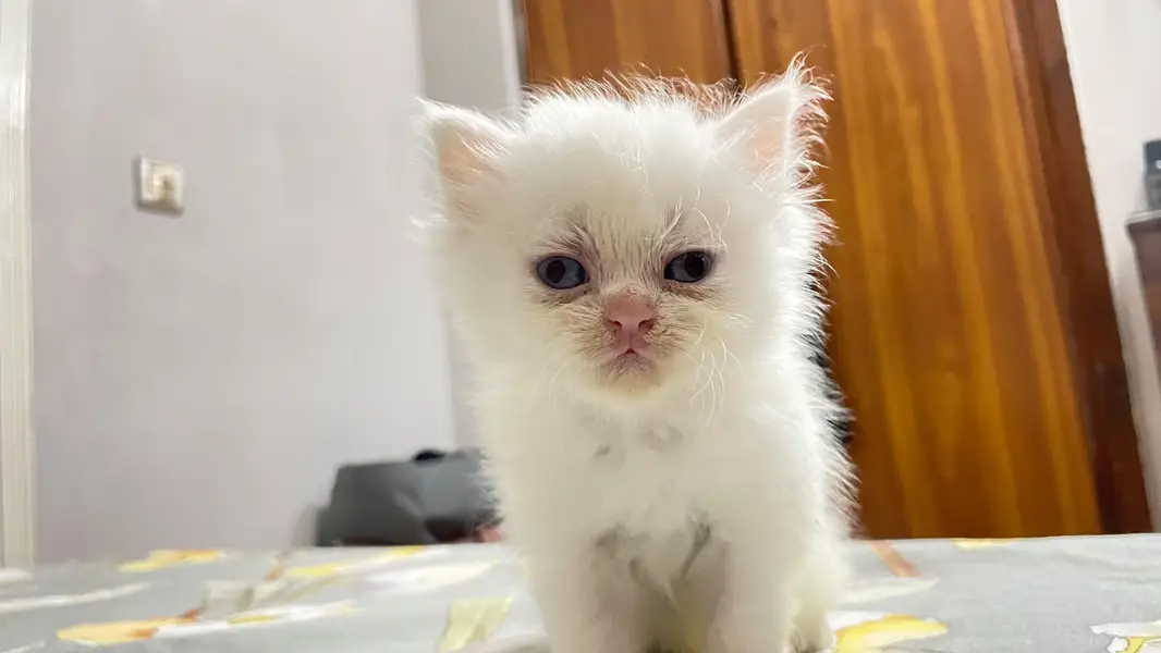 Persian Kittens for Sale — photo 3