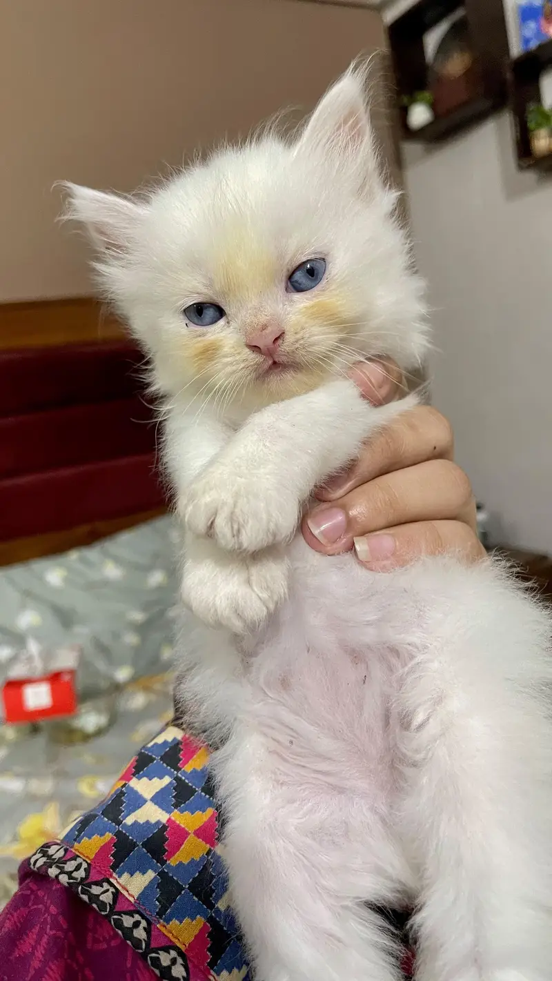 Persian Kittens for Sale — photo 4