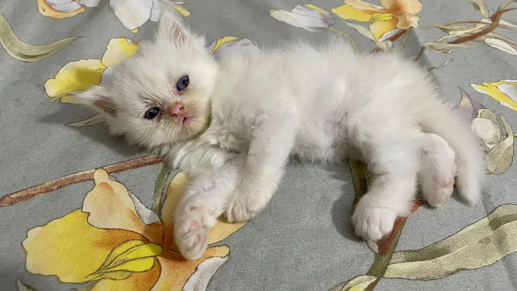 Persian Kittens for Sale — photo 5