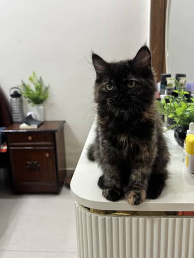 Doll Face Persian kitten