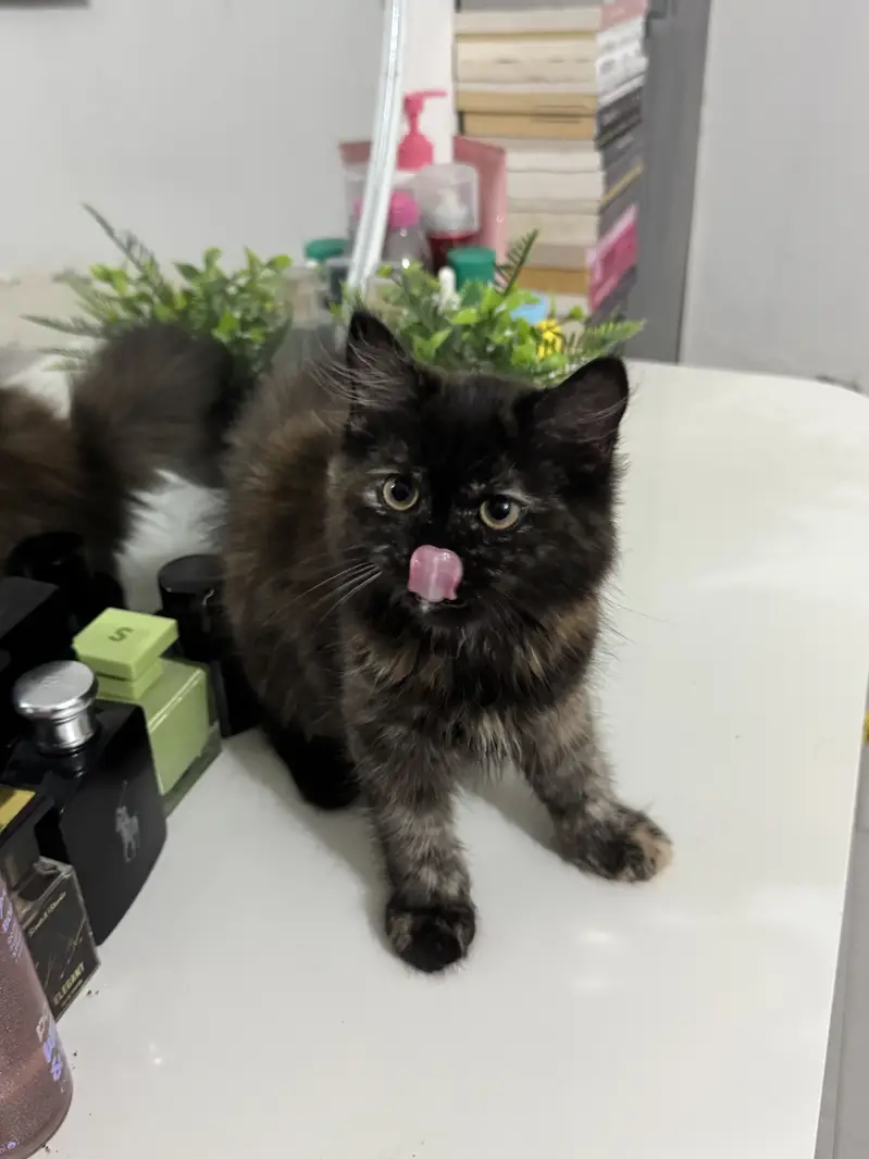 Doll Face Persian kitten — photo 2