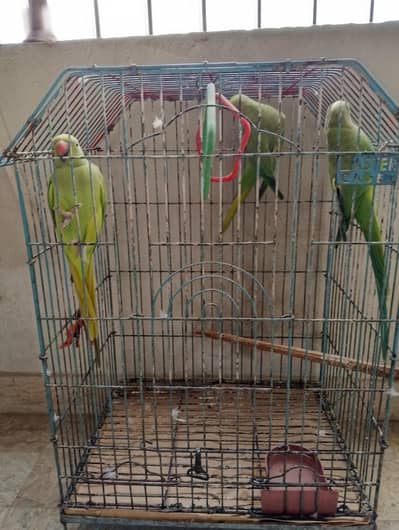 3 Home Breed Ringneck parrot's