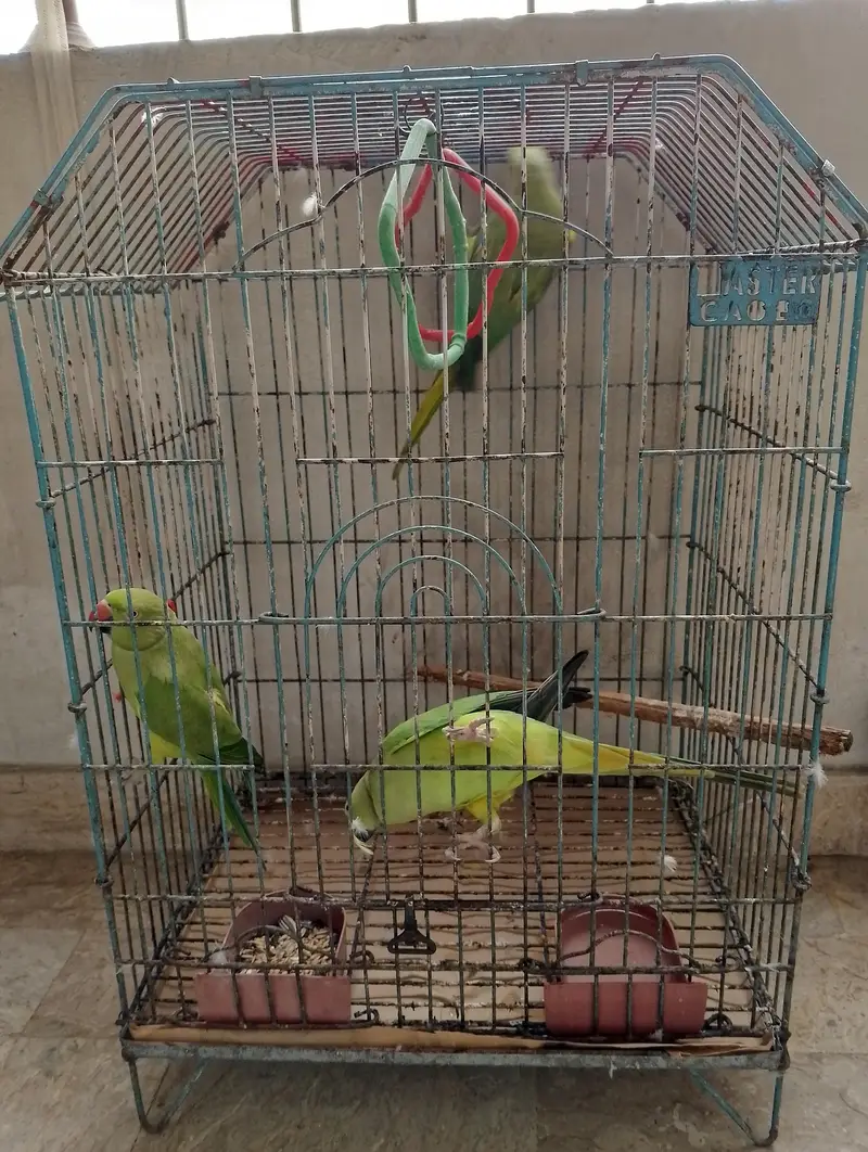 3 Home Breed Ringneck parrot's — photo 2