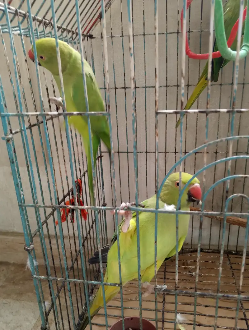 3 Home Breed Ringneck parrot's — photo 3