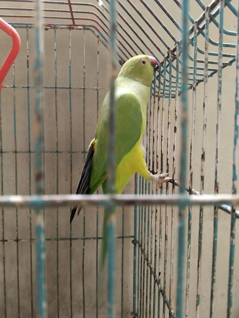 3 Home Breed Ringneck parrot's — photo 4