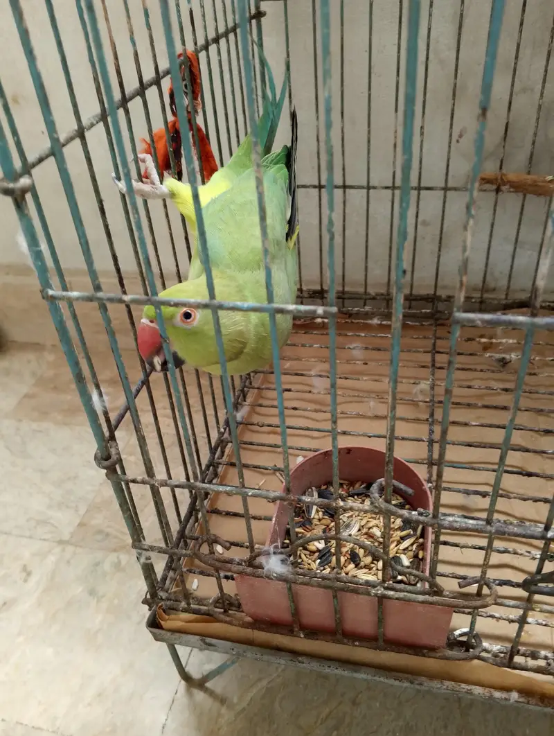3 Home Breed Ringneck parrot's — photo 5