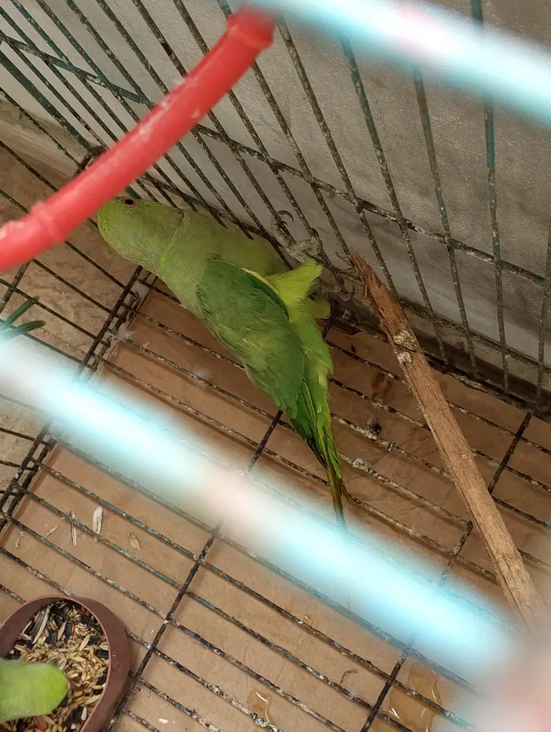 3 Home Breed Ringneck parrot's — photo 6