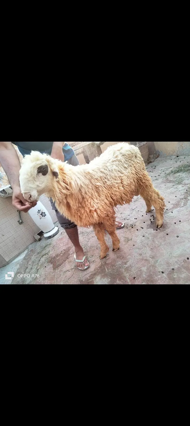 pure golabi Mundra ful hight — photo 2