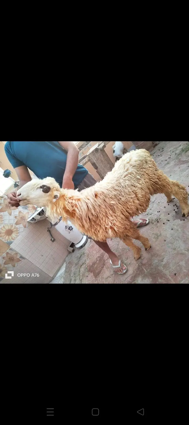 pure golabi Mundra ful hight — photo 3