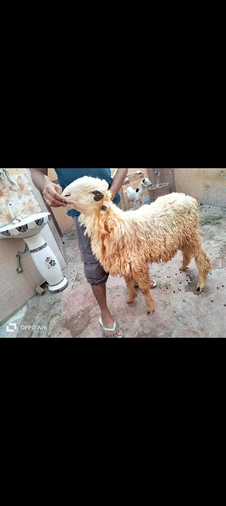 pure golabi Mundra ful hight — photo 4