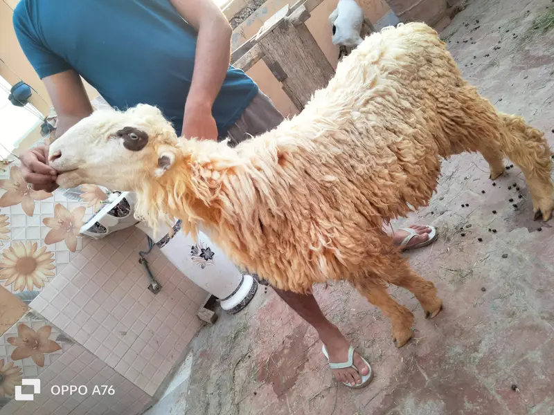 pure golabi Mundra ful hight — photo 5