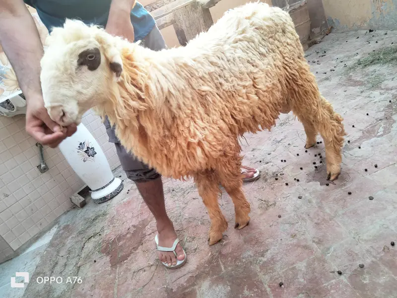 pure golabi Mundra ful hight — photo 6