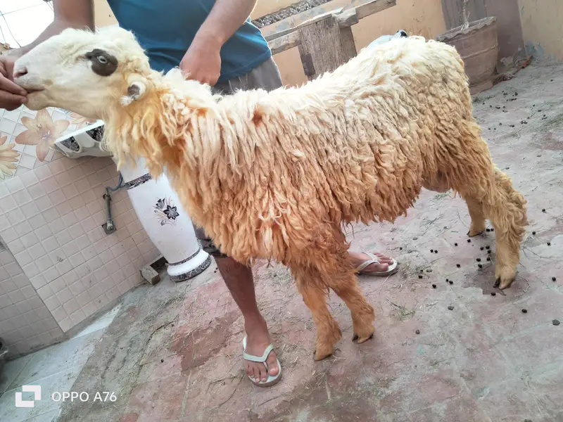 pure golabi Mundra ful hight — photo 7
