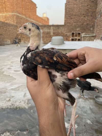 Aseel chicks