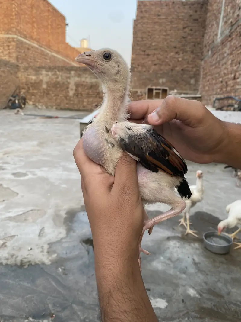 Aseel chicks — photo 2