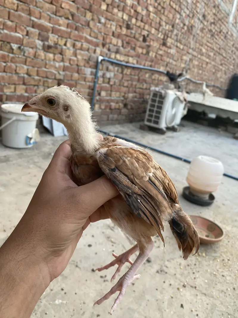 Aseel chicks — photo 3