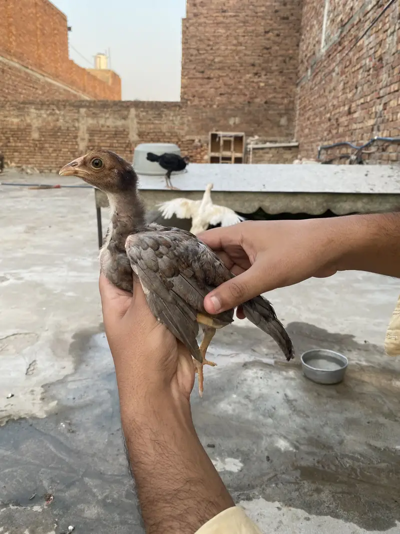 Aseel chicks — photo 4