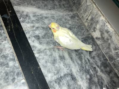 lutino cocktail chick