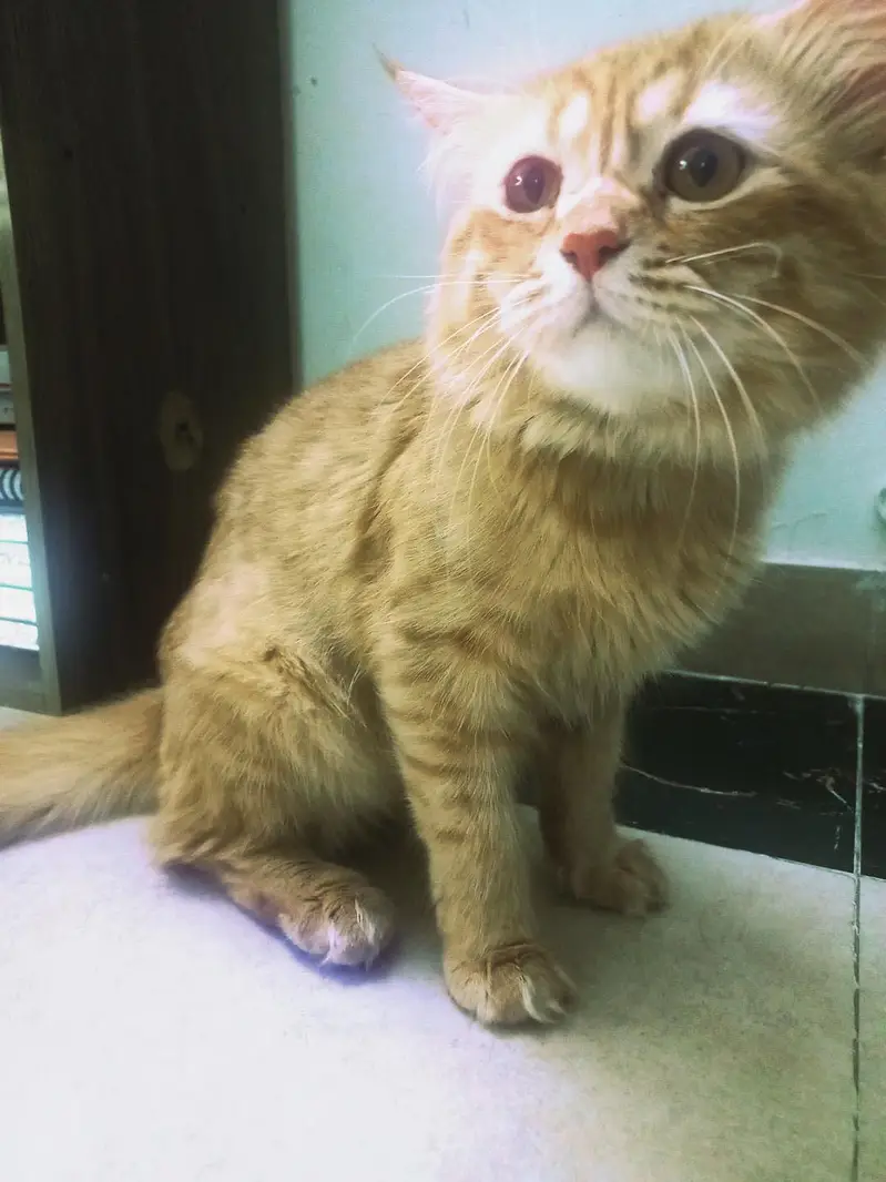 Persian Male cat — photo 2