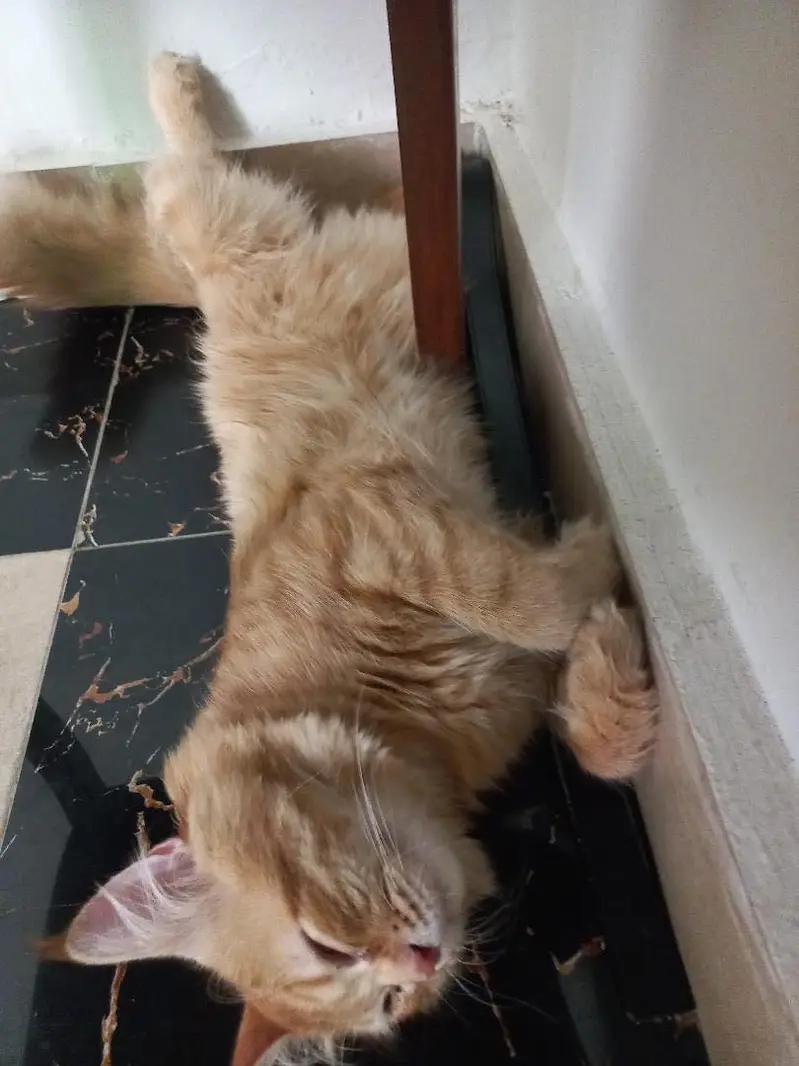 Persian Male cat — photo 3