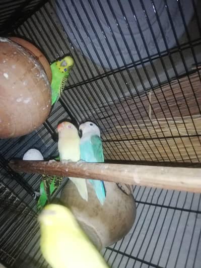 Lovebird and budgie breeder pair s