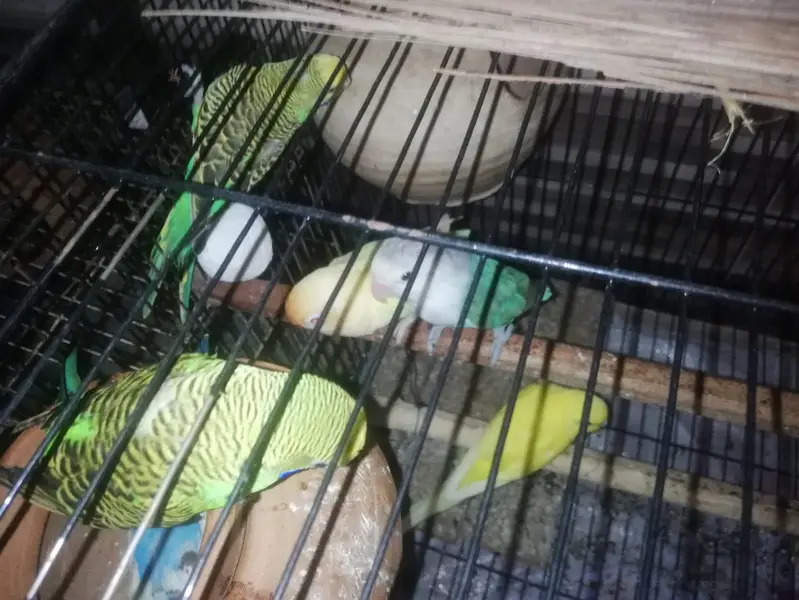 Lovebird and budgie breeder pair s — photo 3