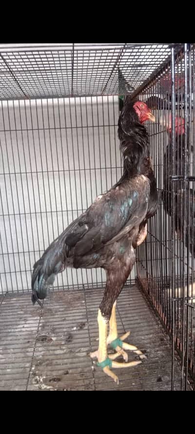 japnees o shamo patha for sale