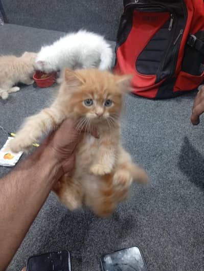 parshion punch face kitten home breed