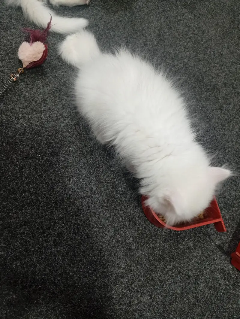 parshion punch face kitten home breed — photo 4