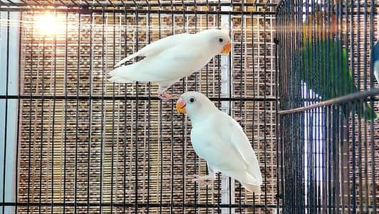 ALBINO/INO PATHAY
