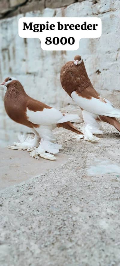 famcy pigeons For Sale