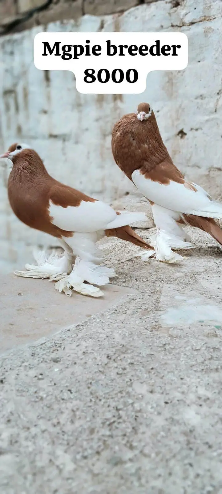 famcy pigeons For Sale