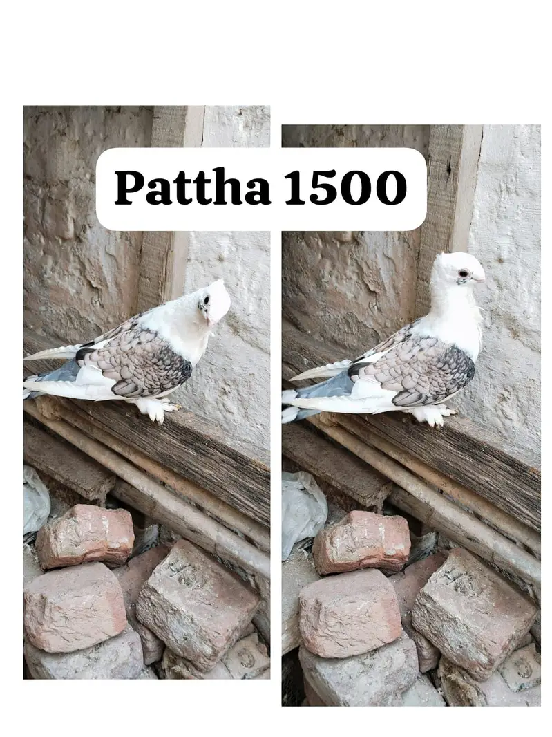 famcy pigeons For Sale — photo 2